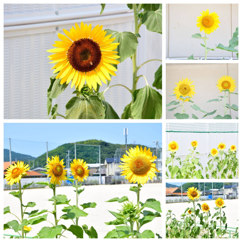 0724 ひまわり